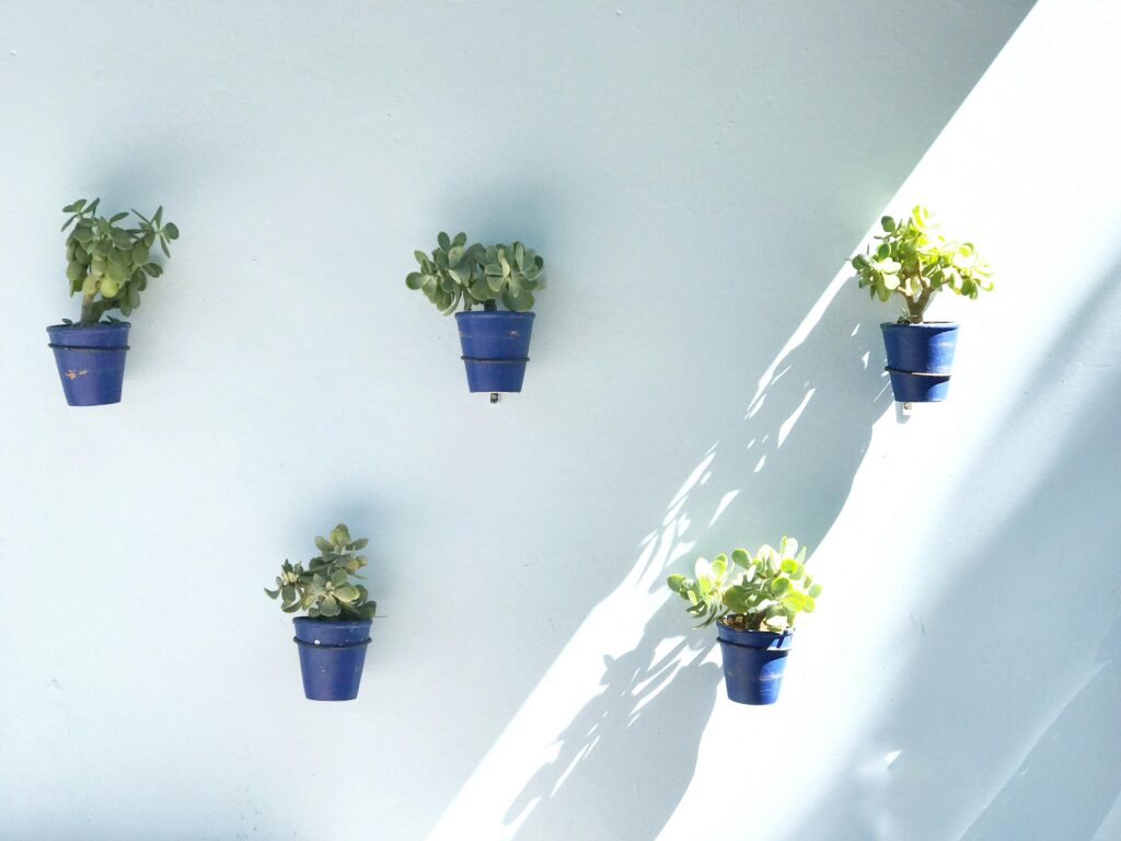Five potted plants creating a minimalist decor on a sunny wall.