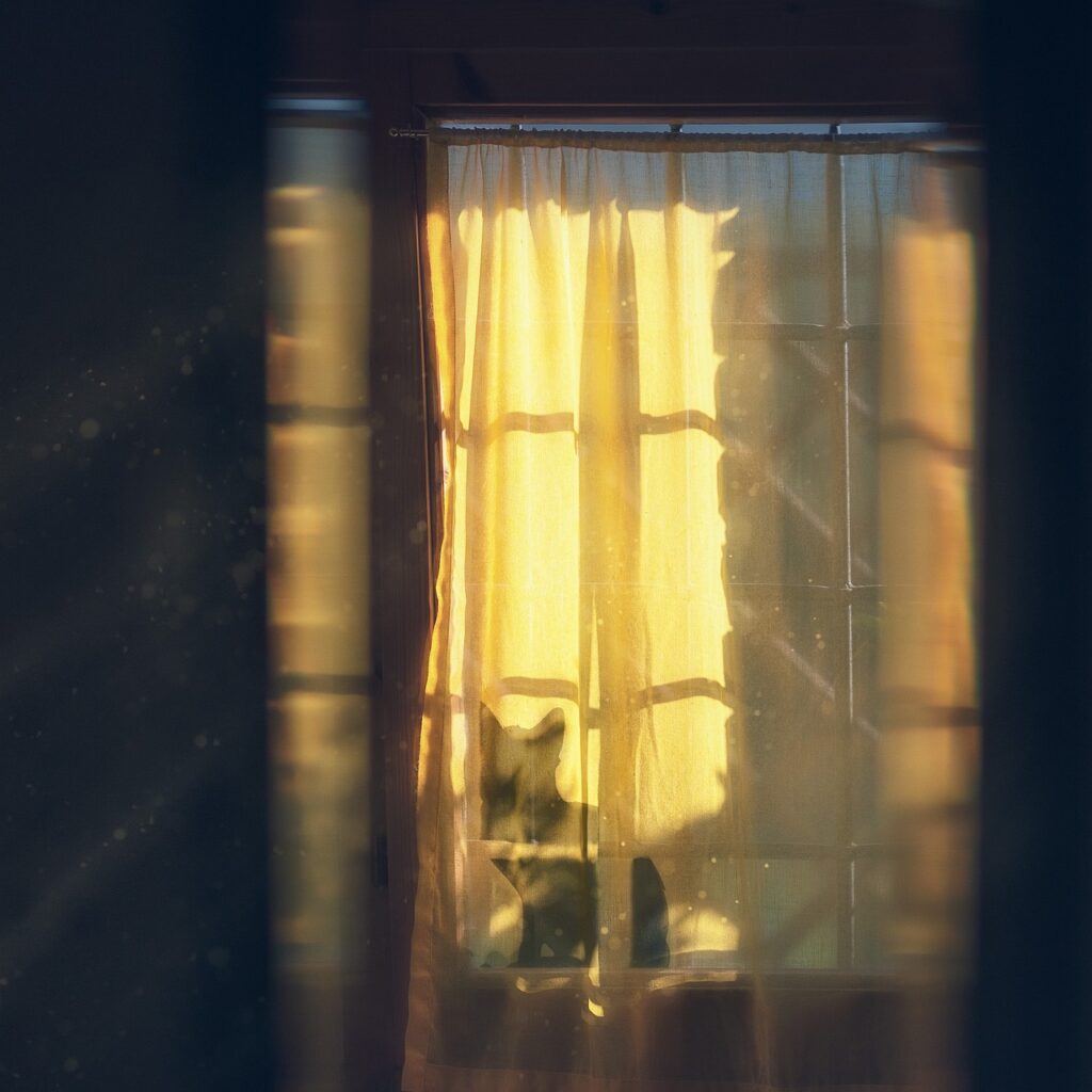 bed, room, nature, window, curtain, pet, cat, animal